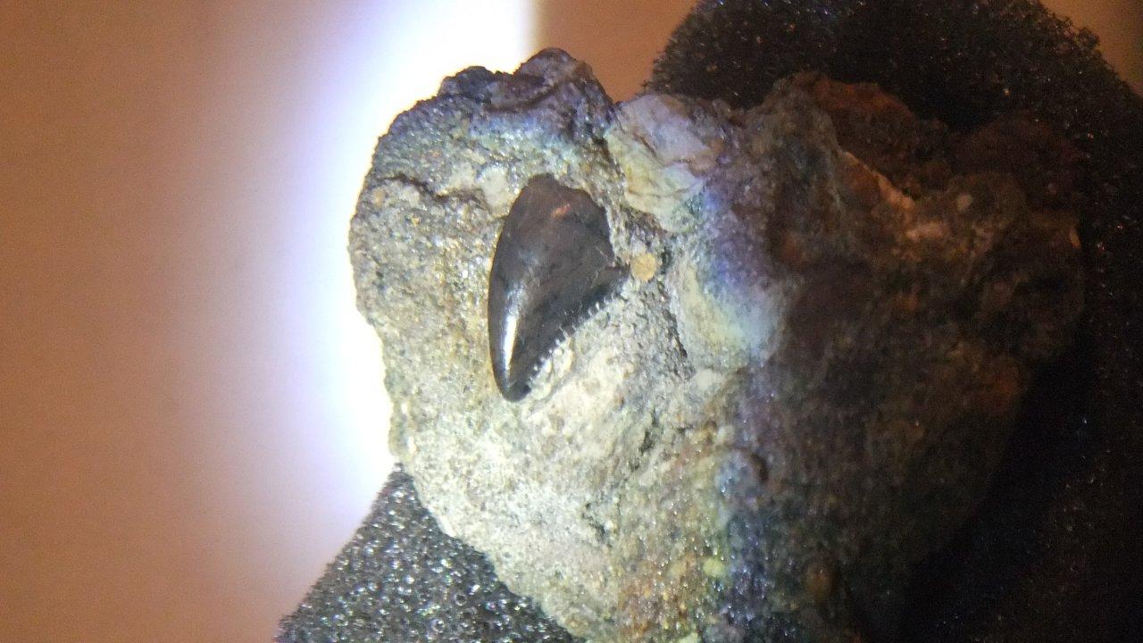 Large Troodon tooth in Matrix by Thomas Peace 2013