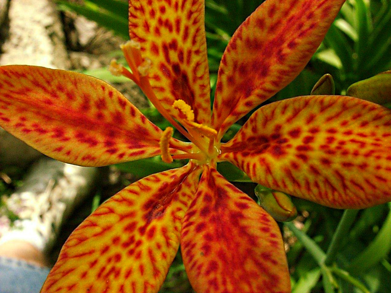 Flower Burst by Thomas Peace 2013