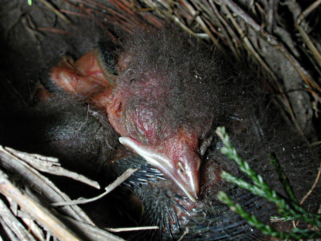 Spring Fledglings (3) by Thomas Peace 2013