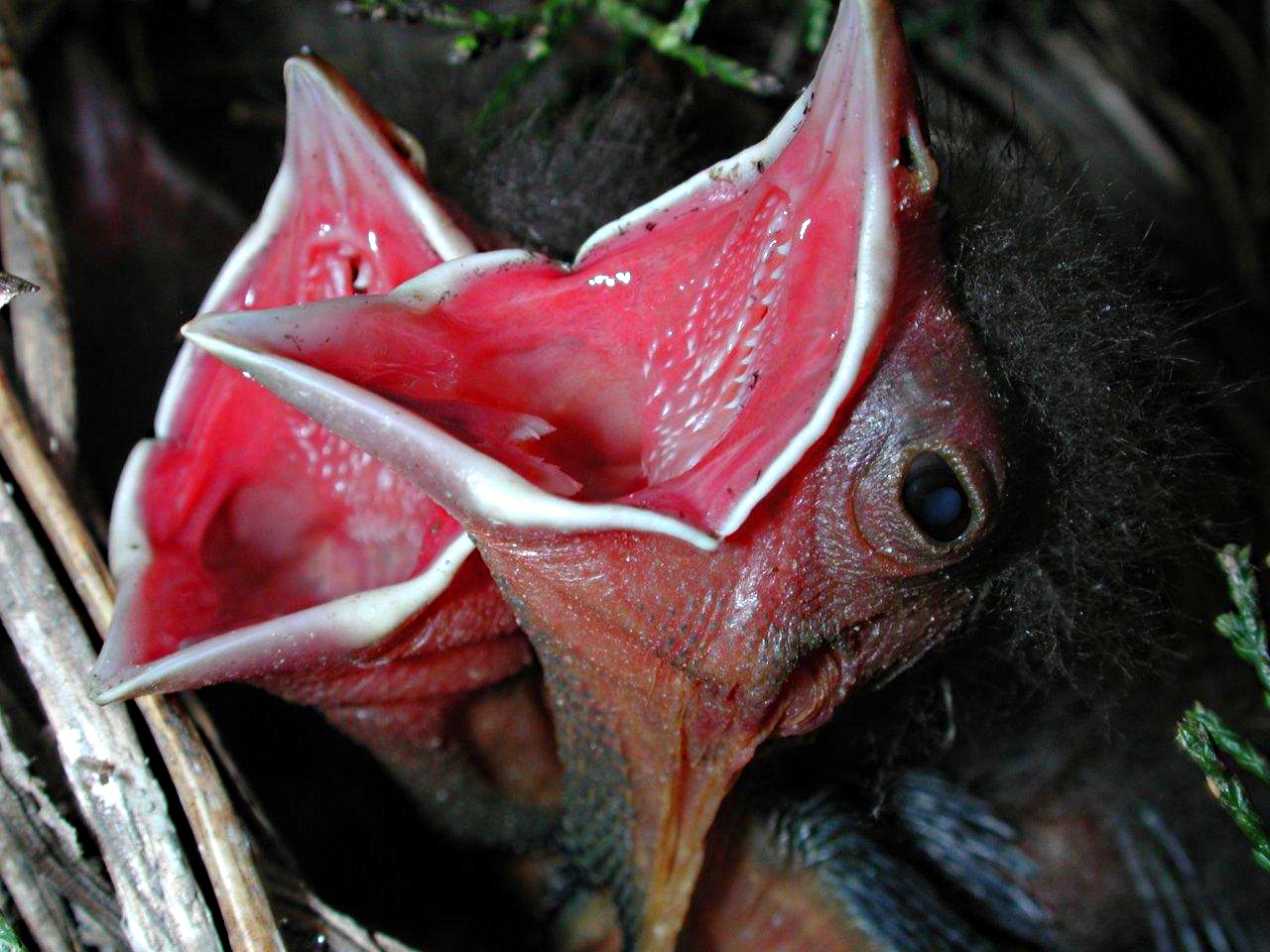 Spring Fledglings (1) by Thomas Peace 2013