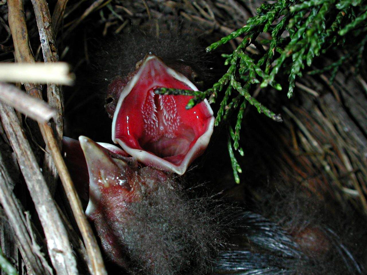 Spring Fledglings (2) by Thomas Peace 2013