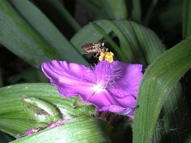 Hover Flies (2) by Thomas Peace 2013