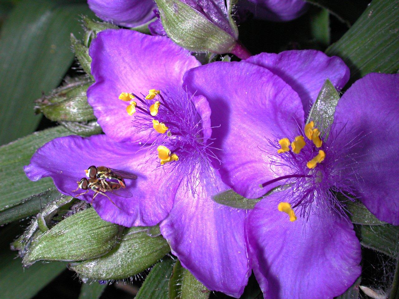 Hover Flies (3) by Thomas Peace 2013