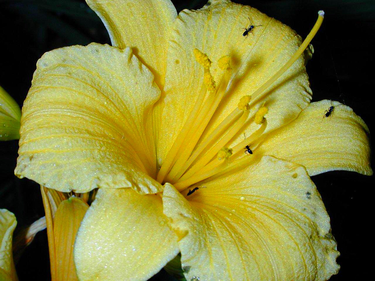 Shadow of Yellow (1) by Thomas Peace 2013