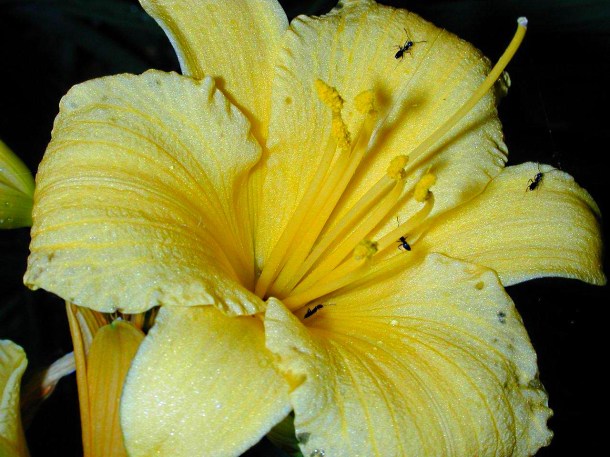 Shadow of Yellow (1) by Thomas Peace 2013