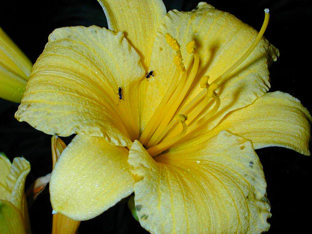 Shadow of Yellow (2) by Thomas Peace 2013