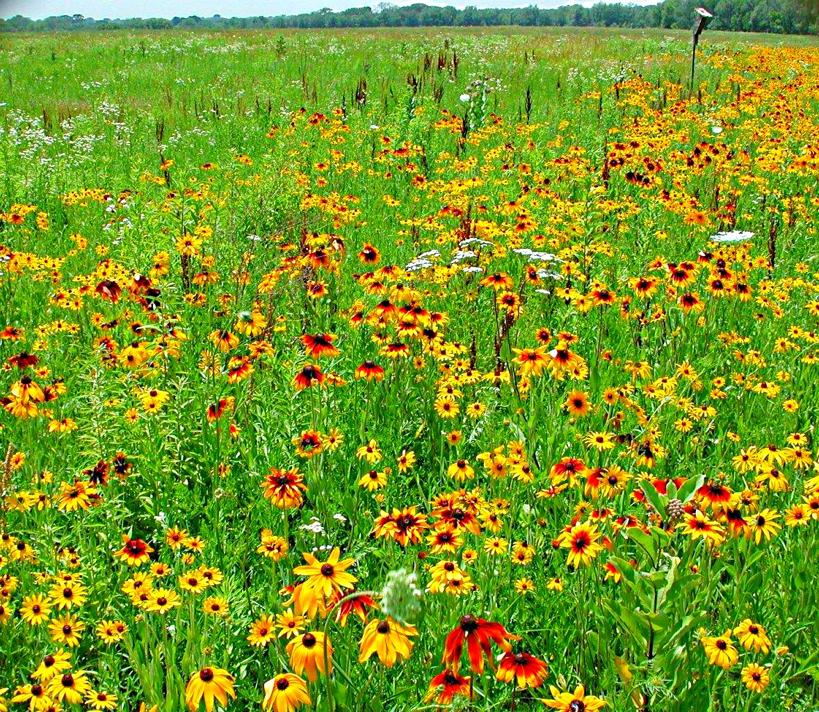 Wild Flowers by Thomas Peace 2013