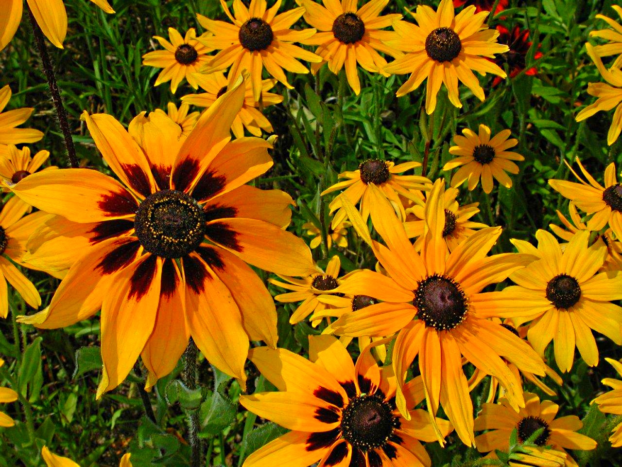 Meadow Flowers by Thomas Peace 2013