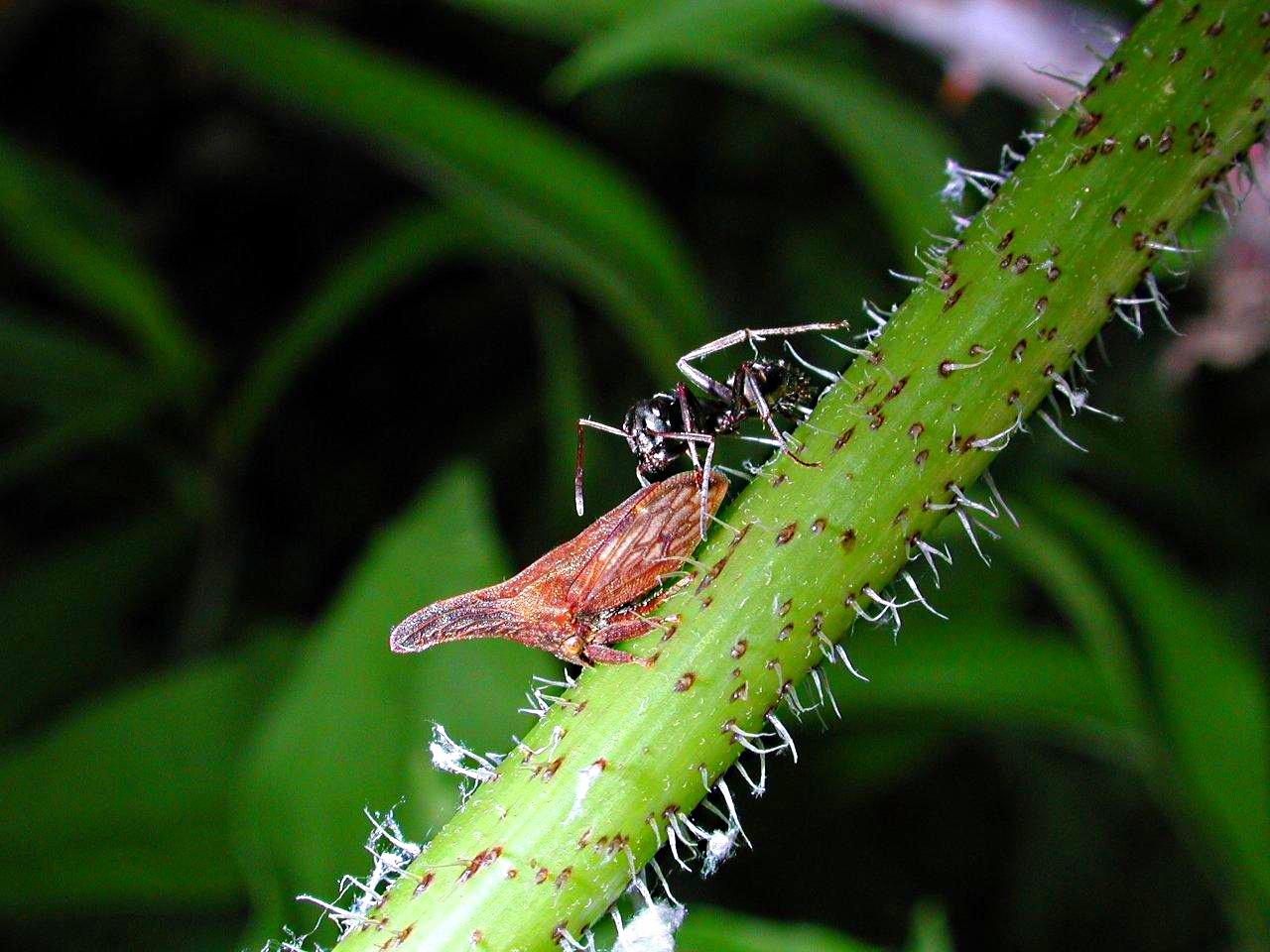 Thorn-mimic Treehopper & Ant by Thomas Peace 2013