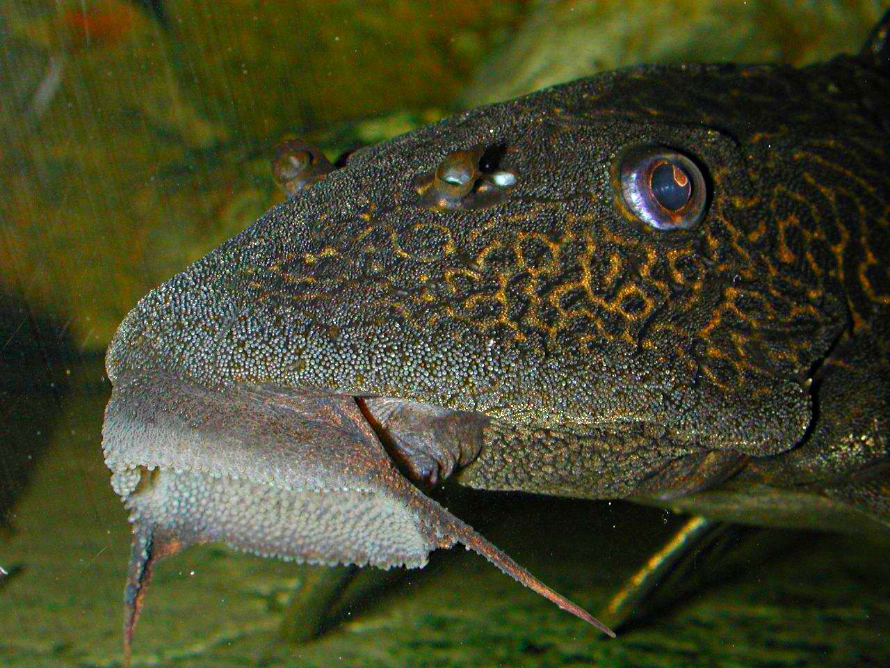 Pet Plecostomus Catfish (2) by Thomas Peace 2013
