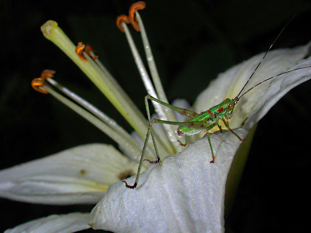 Katylily by Thomas Peace 2013