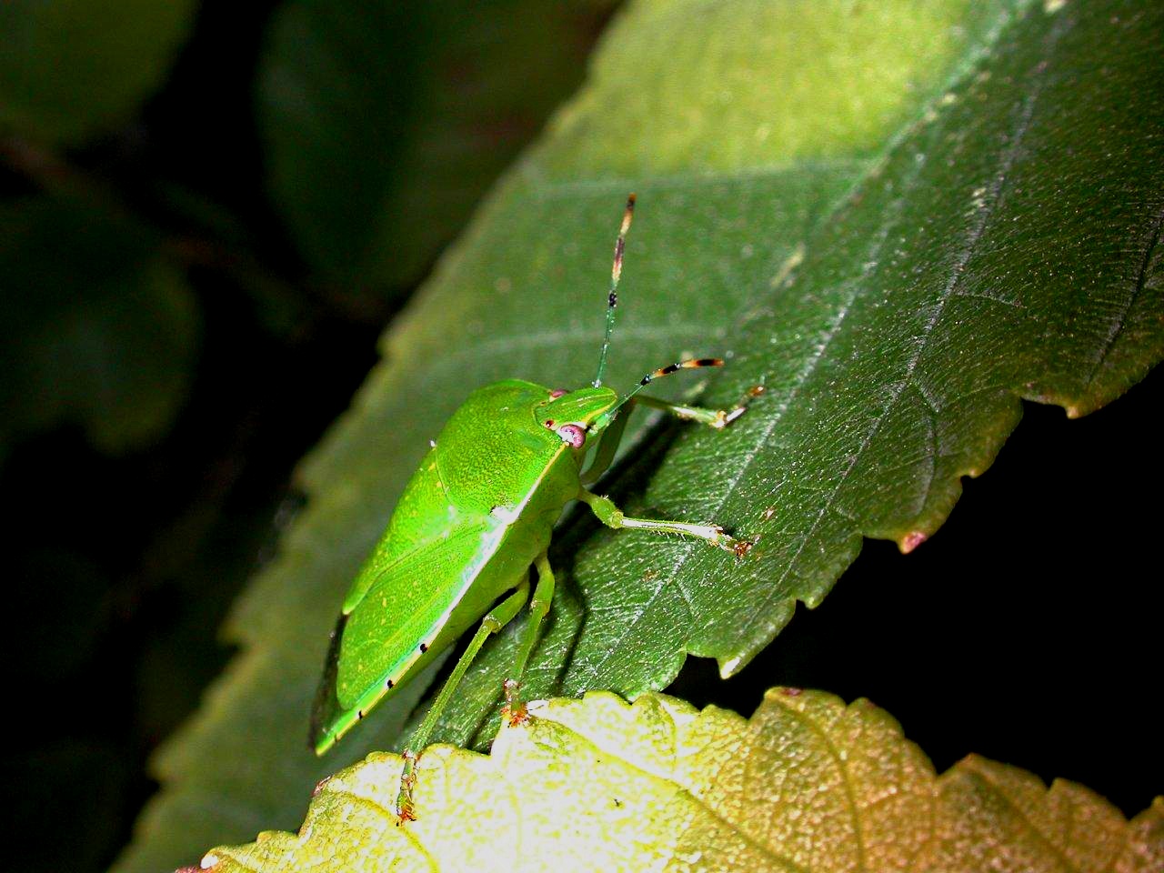 Fall or Rise by Thomas Peace 2013