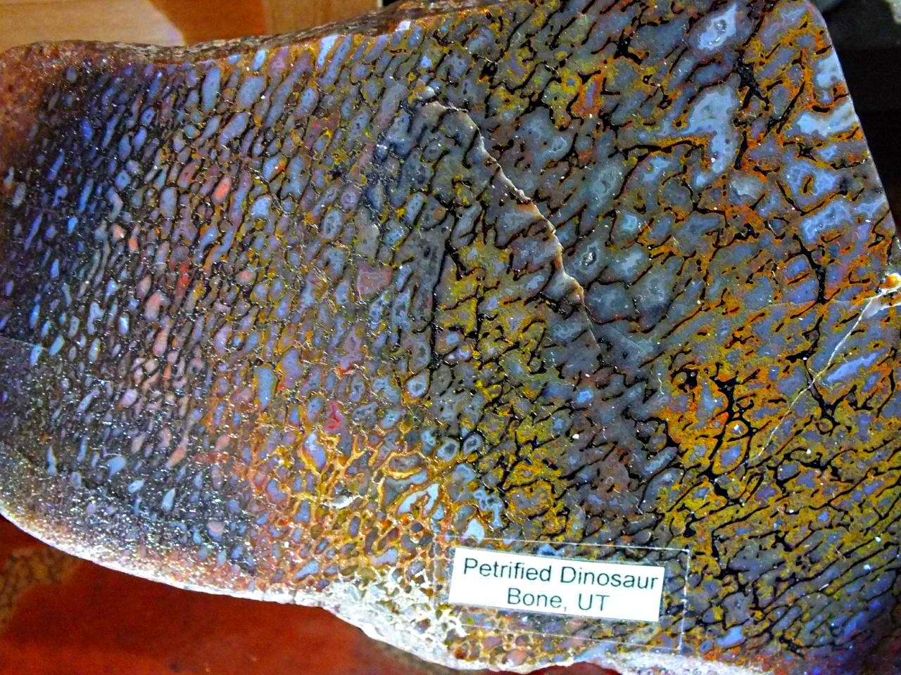 Polished Dinosaur Bone (3) by Thomas Peace 2013