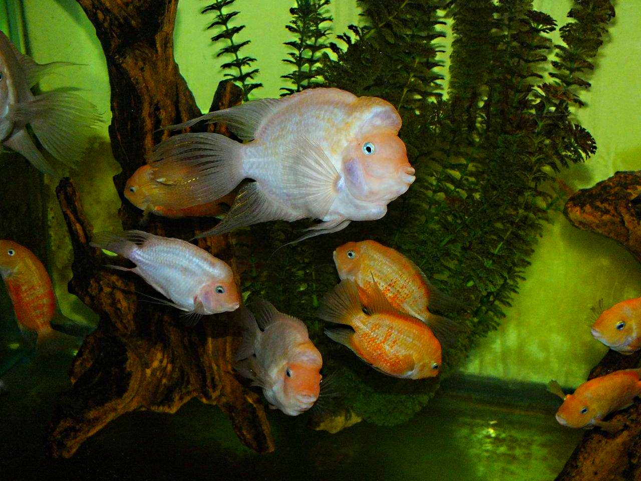 Pink Convict Cichlids (1) by Thomas Peace 2013