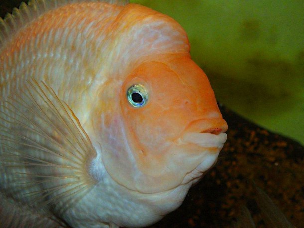 Pink Convict Cichlids (3) by Thomas Peace 2013