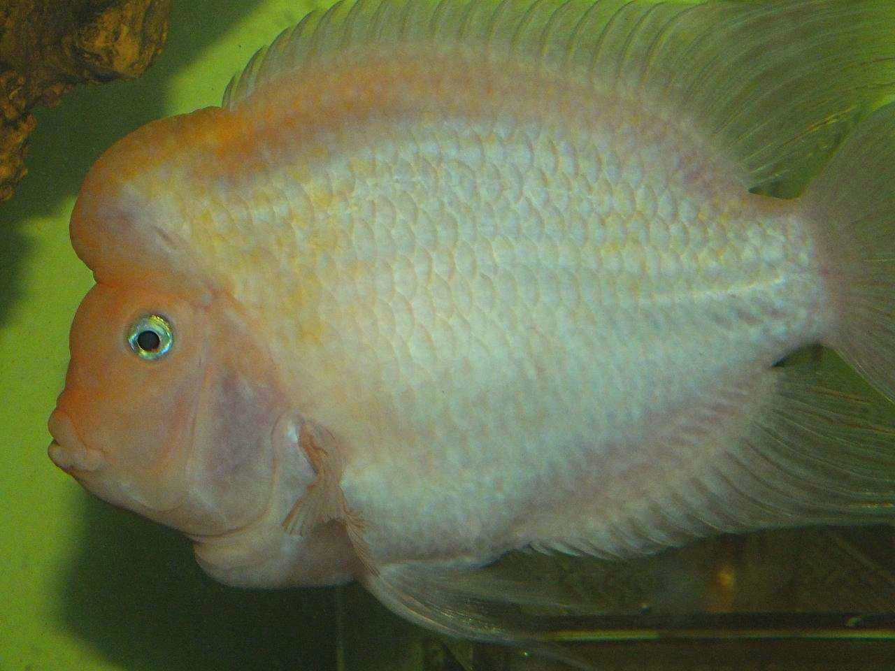 Pink Convict Cichlids (2) by Thomas Peace 2013