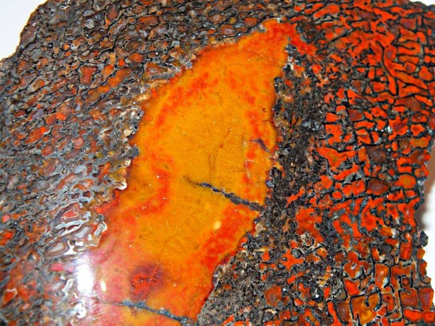 Polished Dinosaur Bone (2) by Thomas Peace 2013