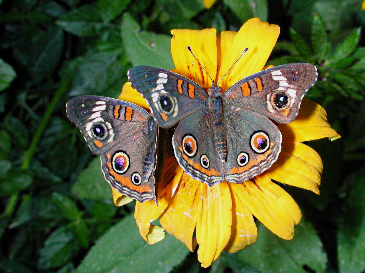 Pause by Thomas Peace 2013