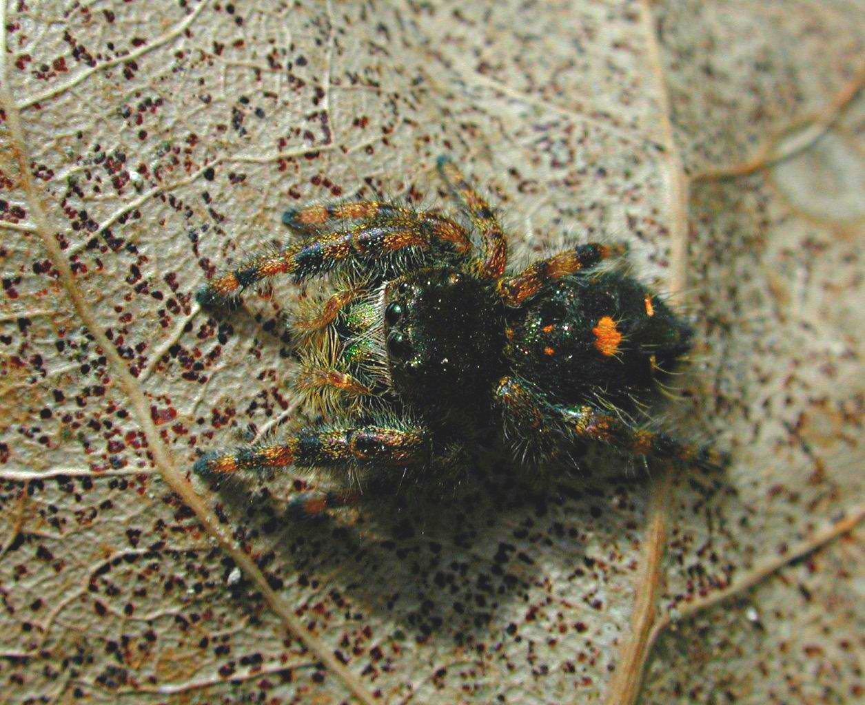 Looking for Miss Muffet (who sat on her tuffet) by Thomas Peace 2013