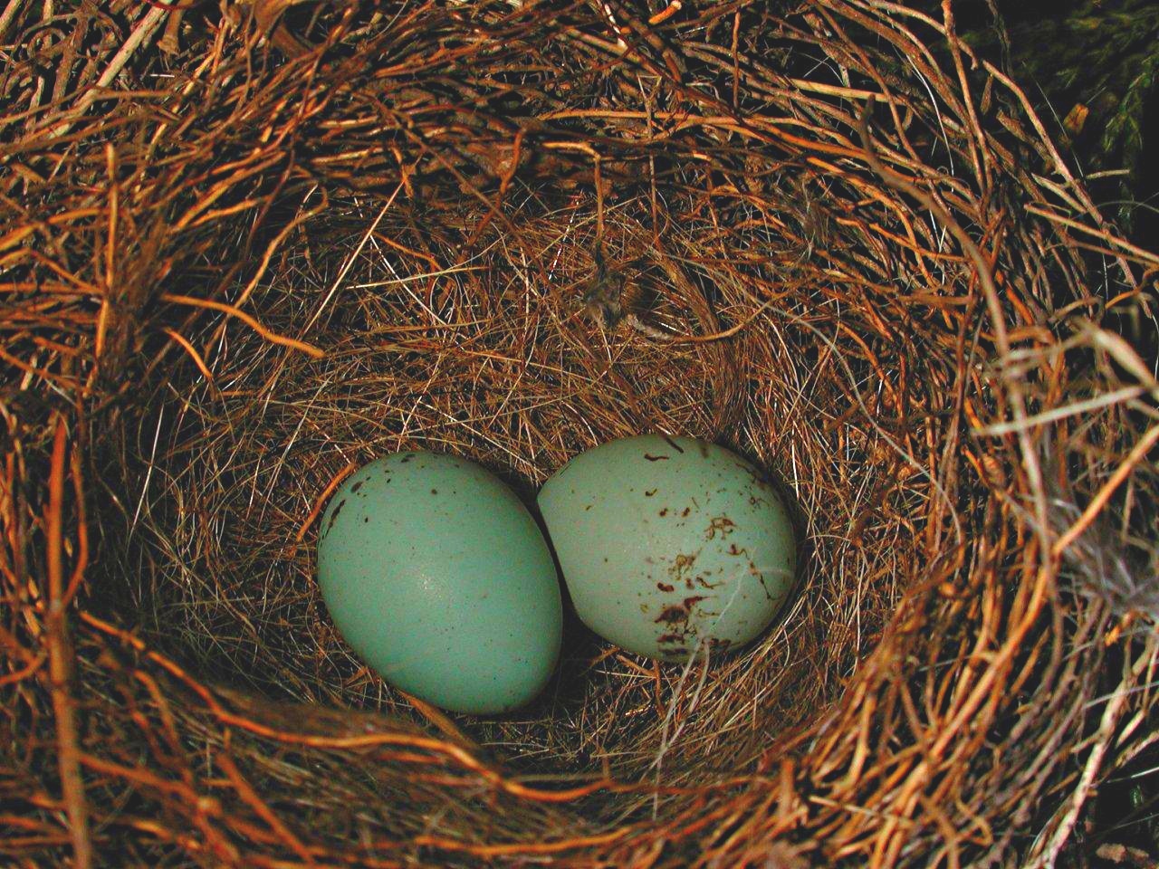 Hope for the Future by Thomas Peace 2013