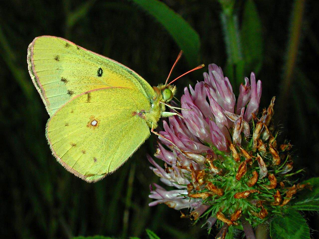 Miraculous Commonality by Thomas Peace 2013