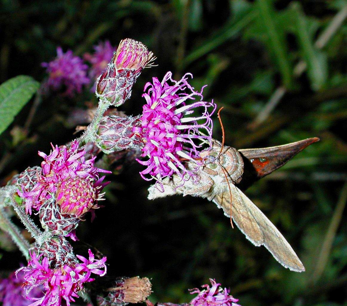 Moth and Flame by Thomas Peace 2013