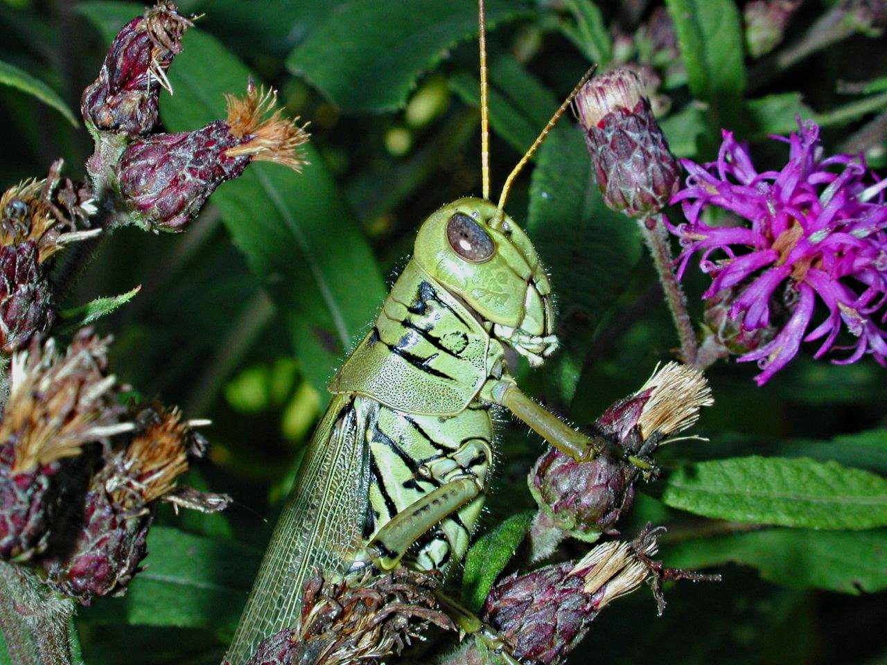 Dennis Hopper (1) by Thomas Peace