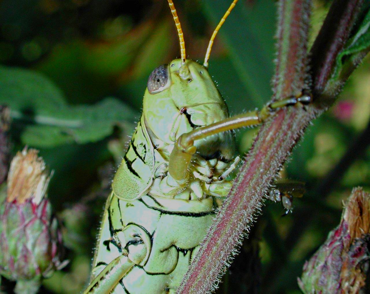 Dennis Hopper (2) by Thomas Peace 2013