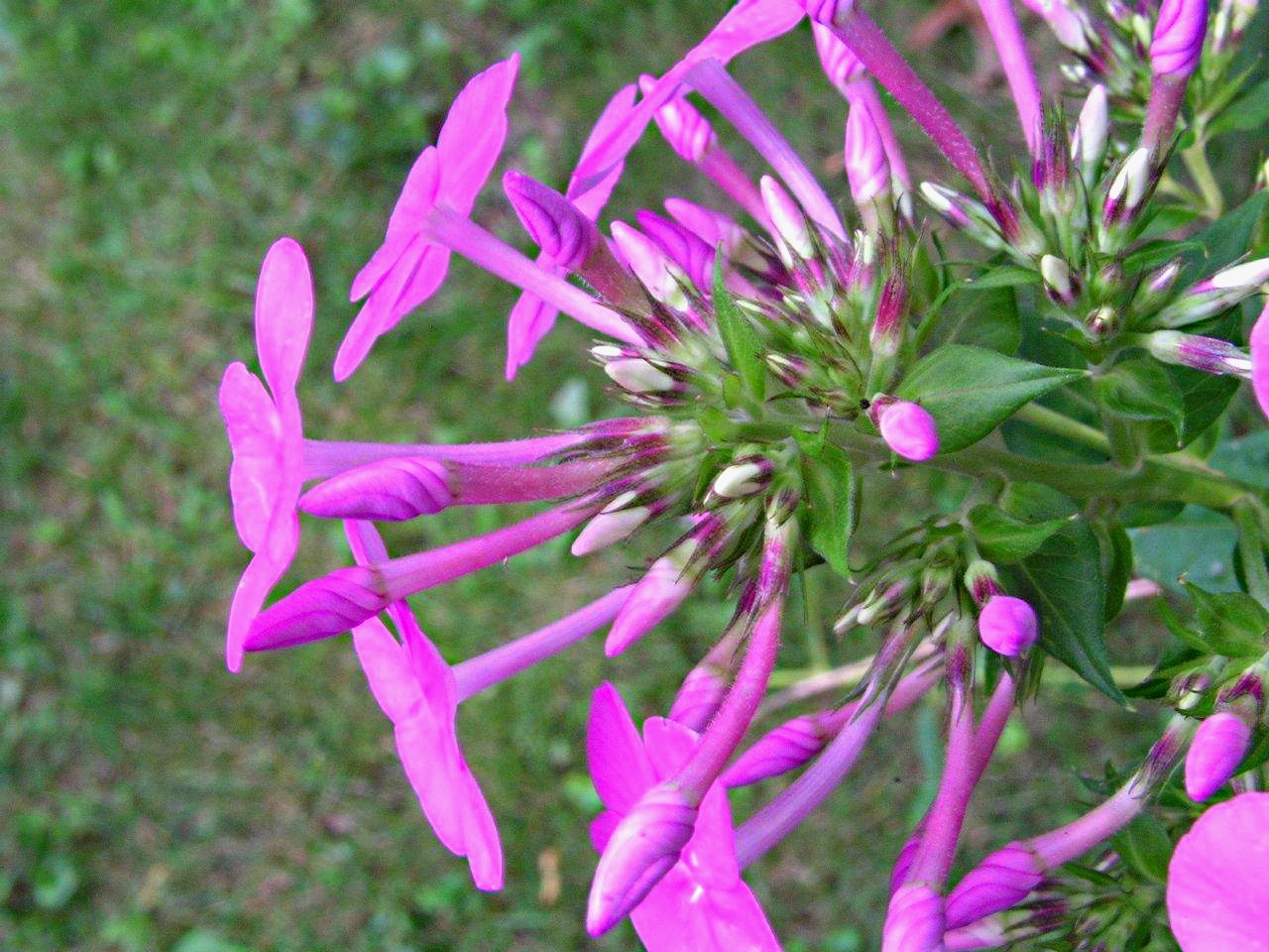 Flowering Moment by Thomas Peace 2013