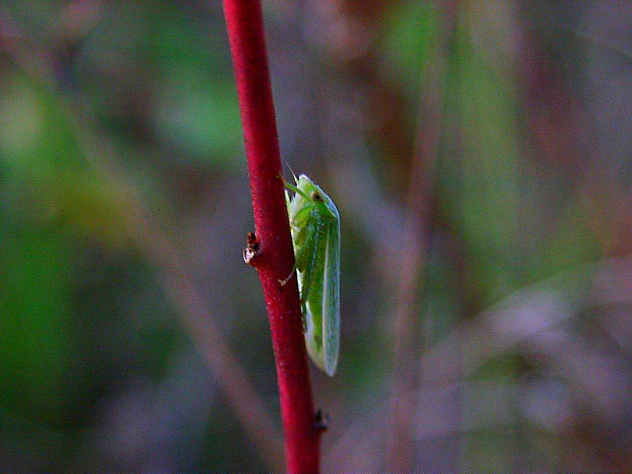 No way but up for Miss Leafhopper... by Thomas Peace 2013