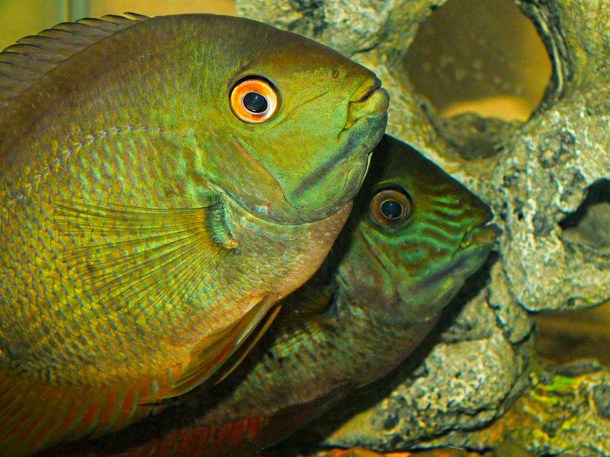 Very friendly Turquoise Severums in one of our tanks... by Thomas Peace 2013