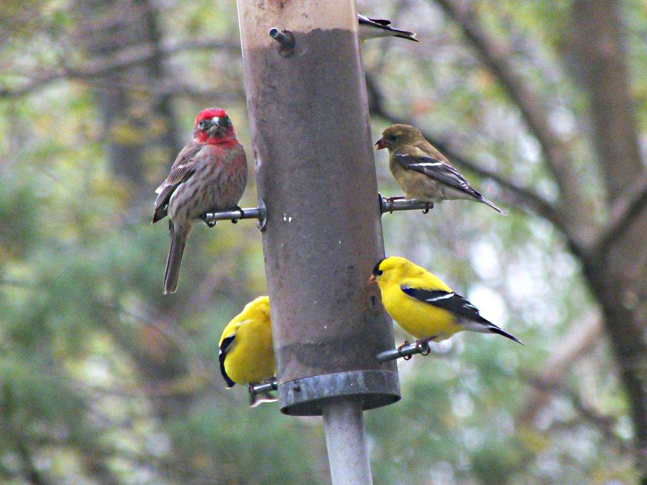 Baby Goldfinch's first time of joining the Big-shots... by Thomas Peace 2013