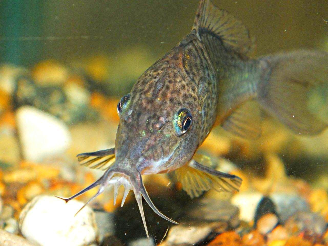 Emerald Catfish (2)... by Thomas Peace 2013