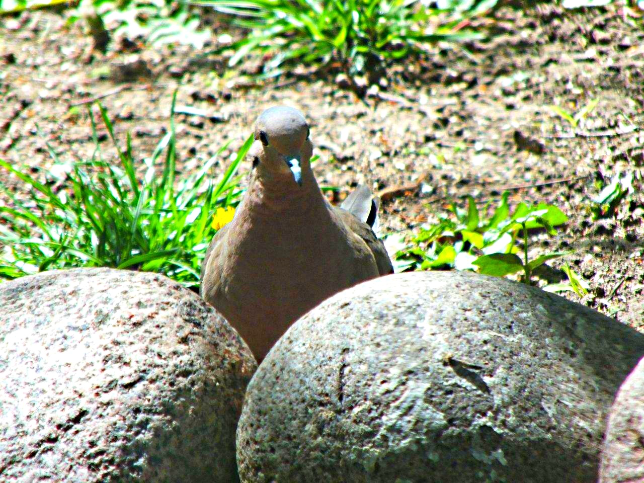 Morning Dove Quote:  "Either I shrank, or my eggs just got a whole lot larger!"... by Thomas Peace 2013