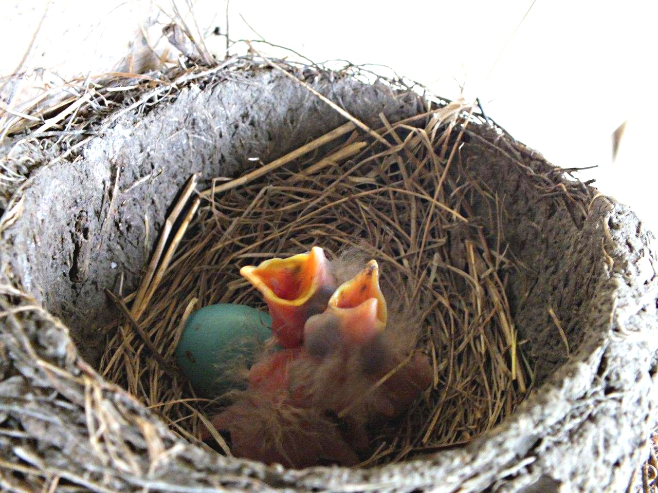 Three outta four ain't bad!... by Thomas Peace 2013