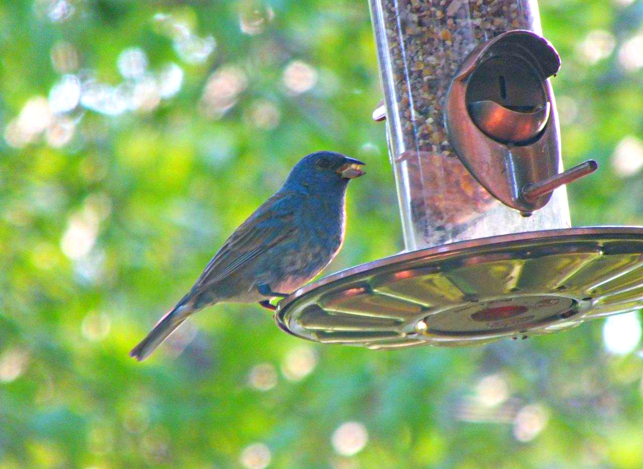 Indigo Bunting... by Thomas Peace 2013