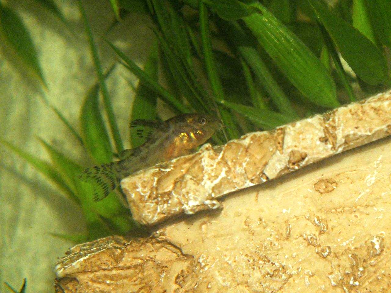 Young 3/8" Peppered Catfish... by Thomas Peace 2013