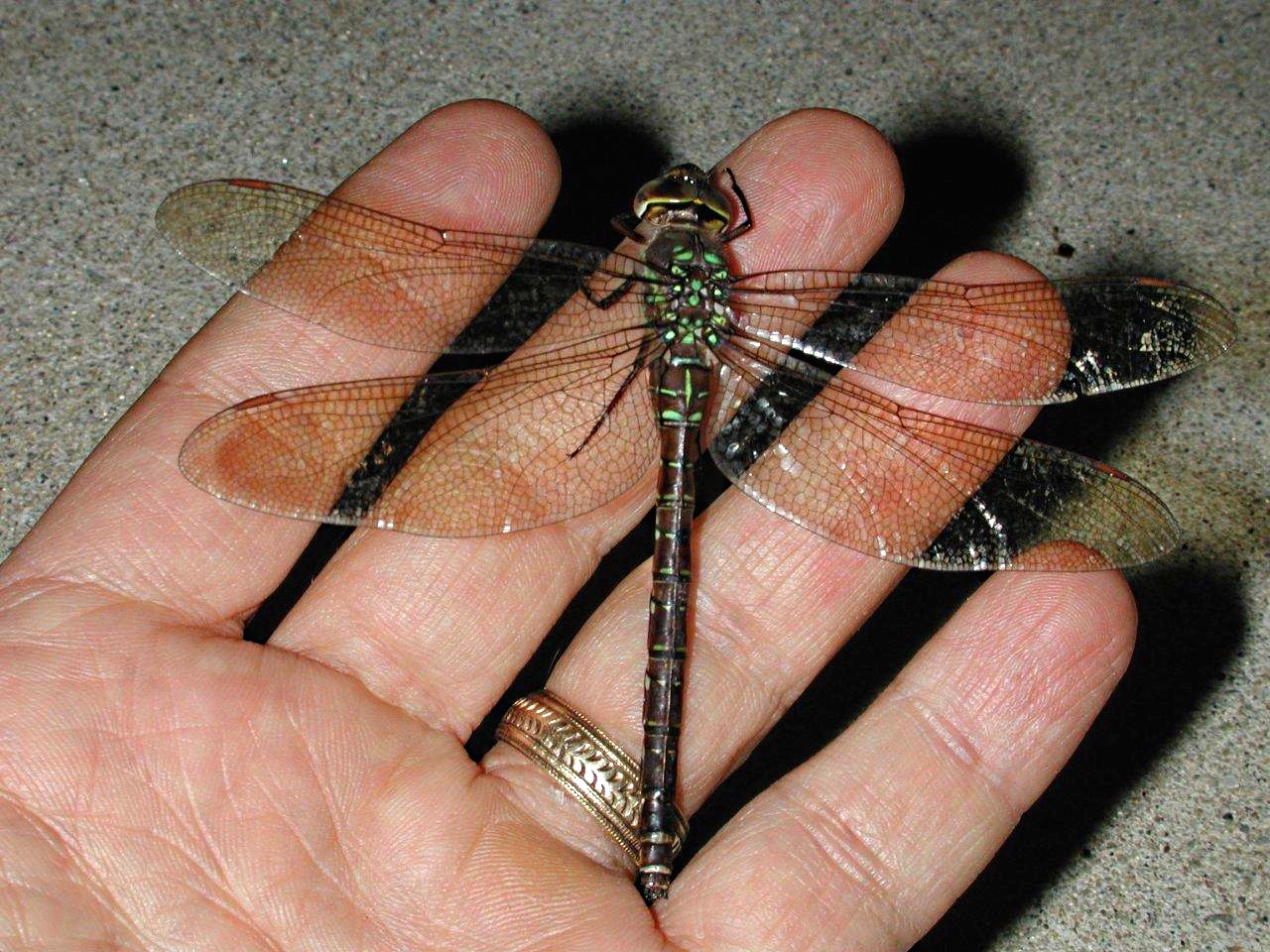 Different yet not separate... by Thomas Peace 2013