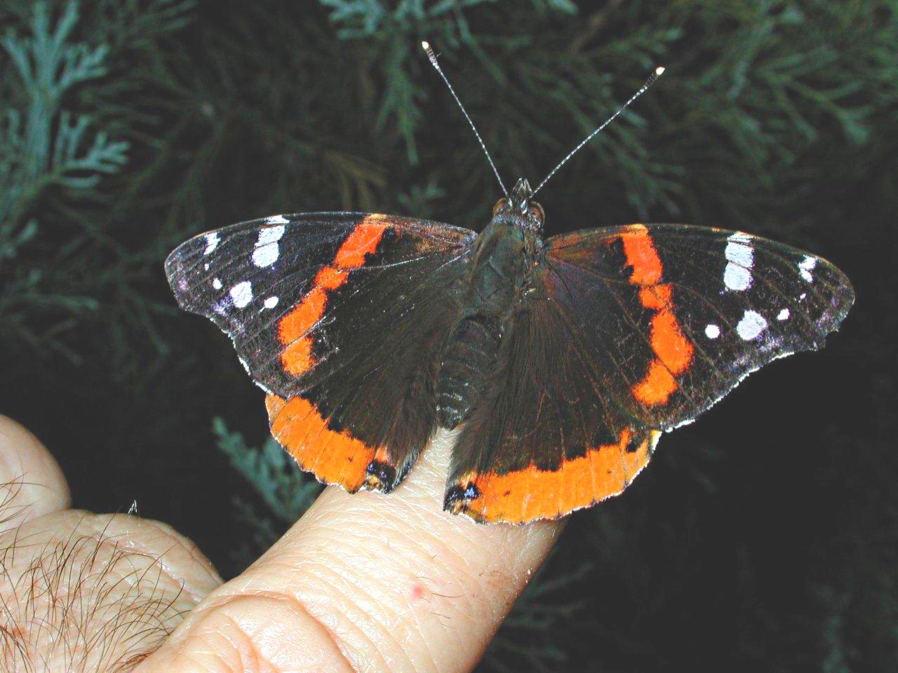 Real Friends... by Thomas Peace 2013