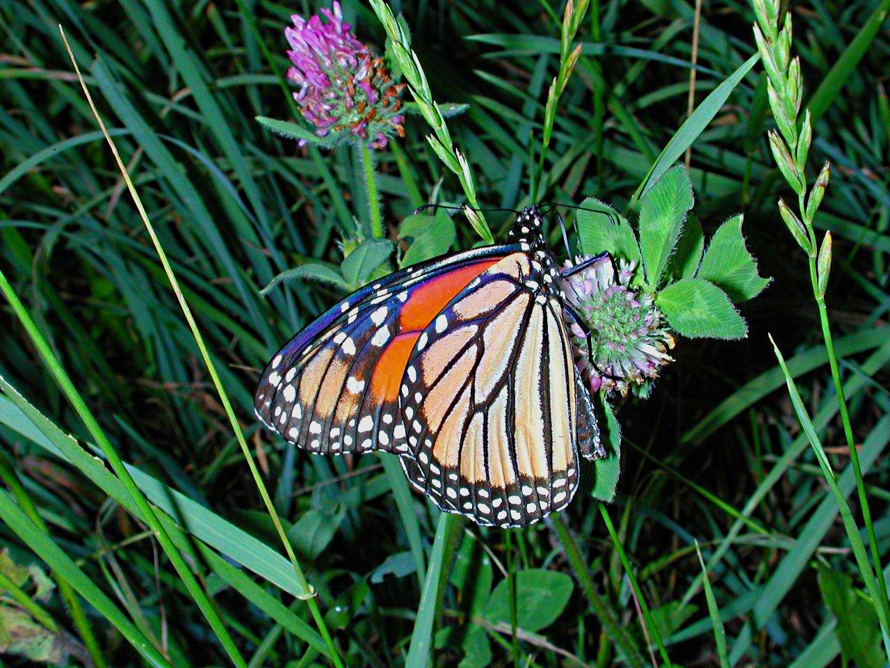 Unadulterated territory... by Thomas Peace 2013