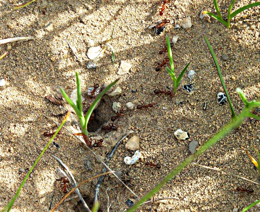 Our Cooperative/Orderly Plan... by Thomas Peace 2013