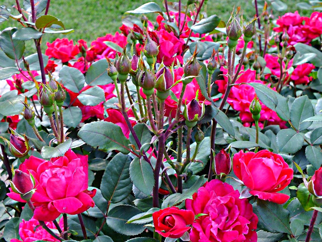 Superfluous Thorns... By Thomas Peace 2013