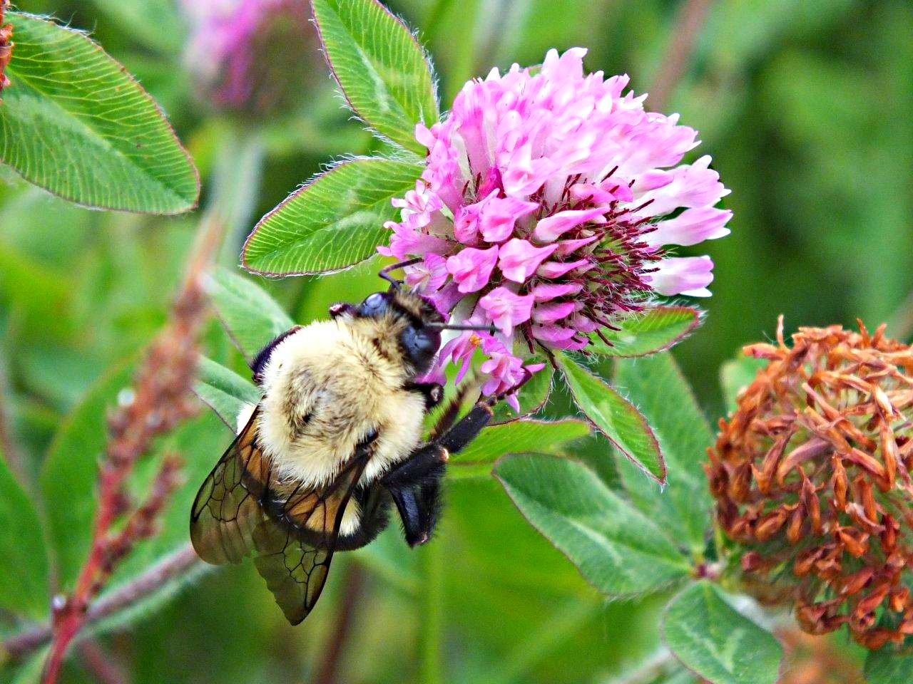 Bumble Be... by Thomas Peace 2013