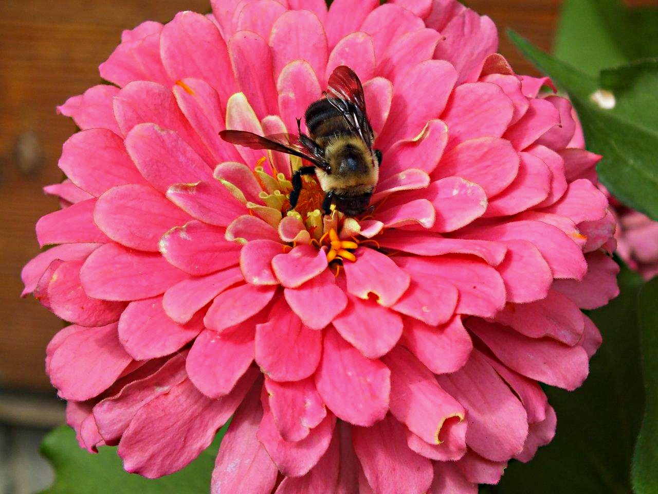 Center of attention... by Thomas Peace 2013