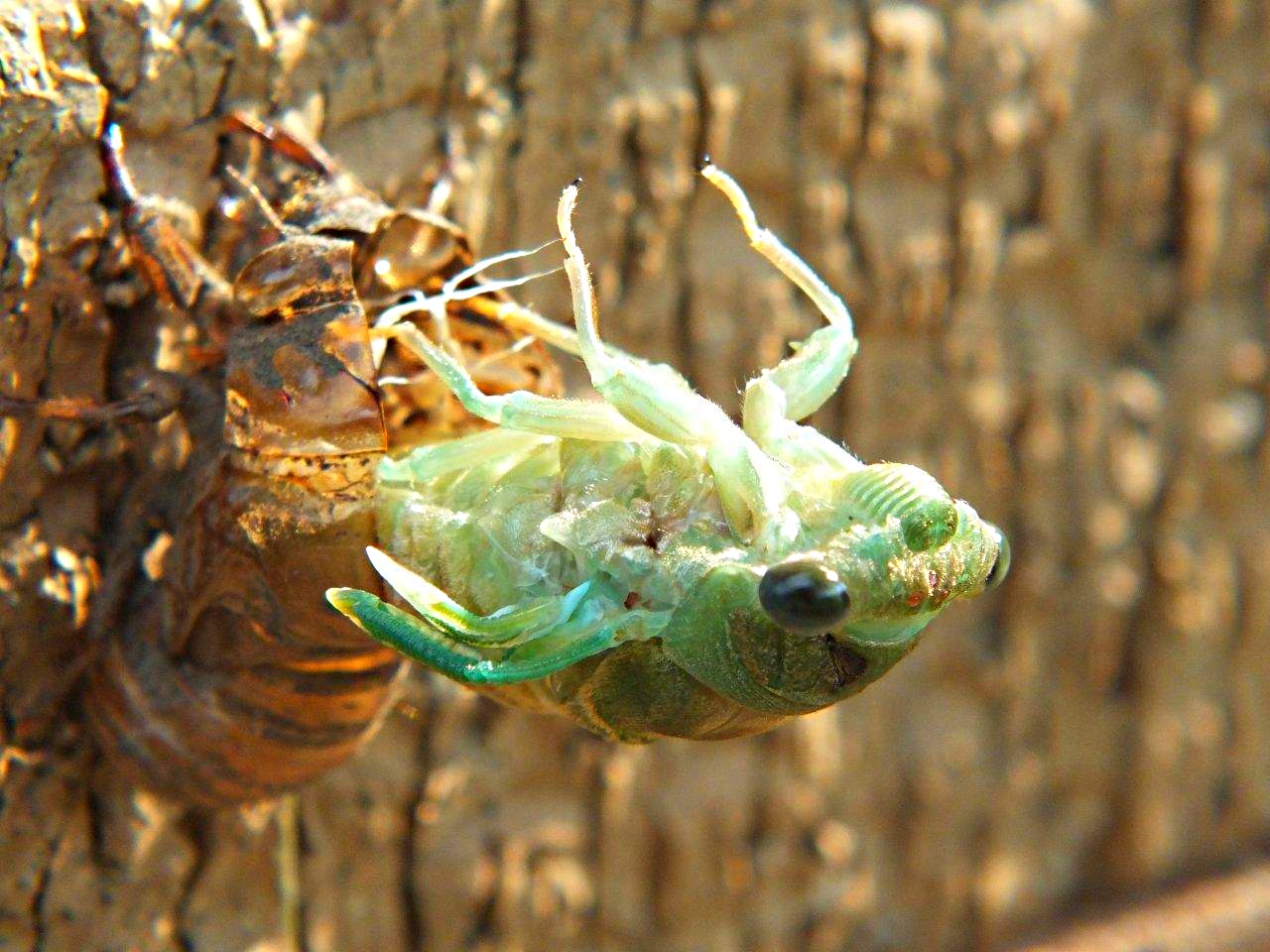 Cicada Emerging (2)... by Thomas Peace 2013