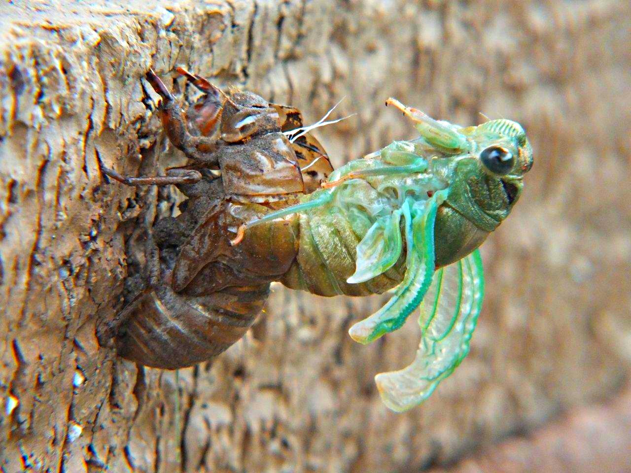 Cicada Emerging (3)... by Thomas Peace 2013