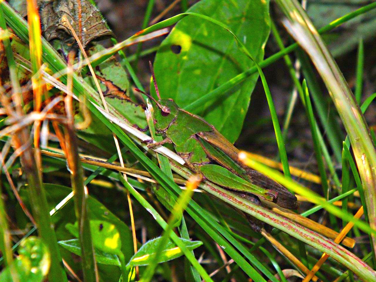 Not seen in the scenery... by Thomas Peace 2013