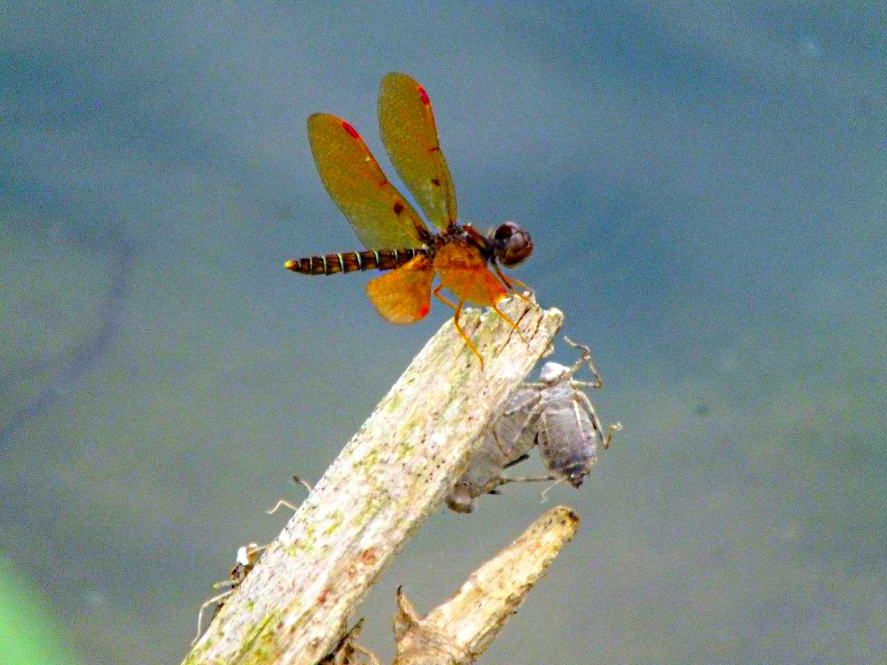 Dragonfly resting (with Exoskeleton Friends)... by Thomas Peace 2013