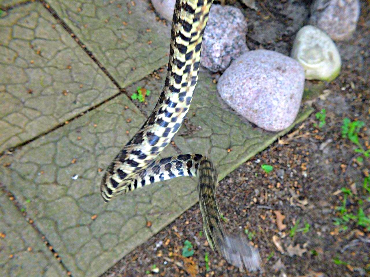 Bullsnake (2)... by Thomas Peace 2013