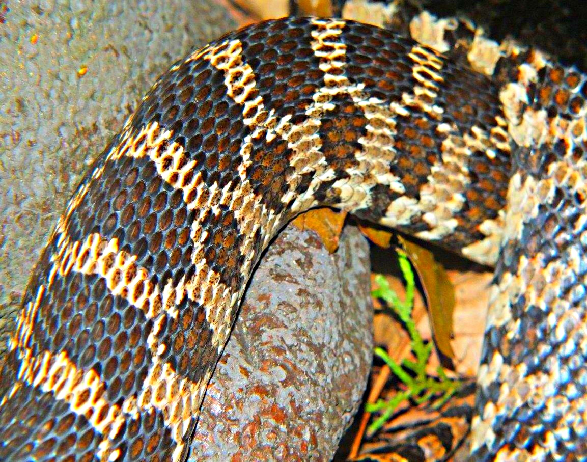 Bullsnake (3)... by Thomas Peace 2013